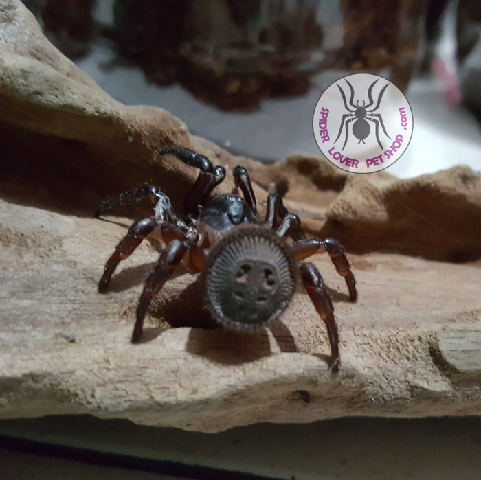 Cyclocosmia Ricketti Spider Trap Door Spider Spider Lover Pet Shop